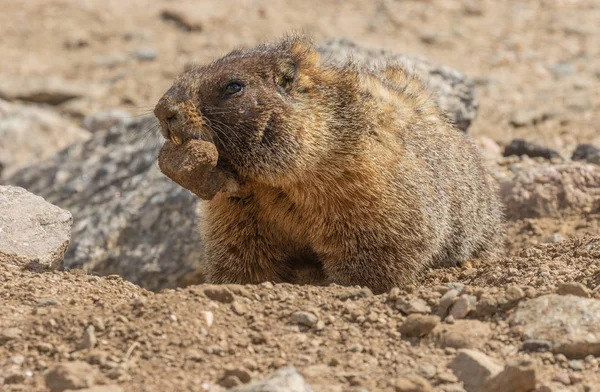 Een Schattig Geel Bellied Marmot Zomer — Stockfoto