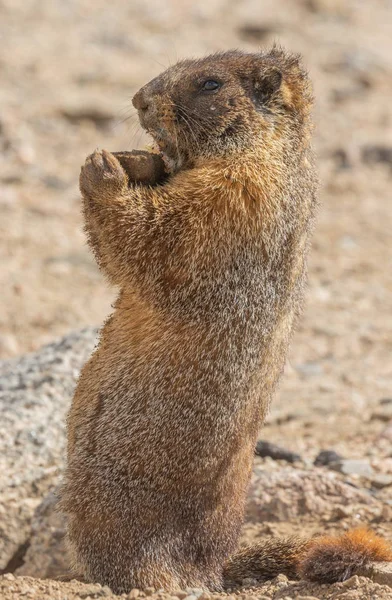 Cute Yellow Bellied Marmot Summer — Stock Photo, Image