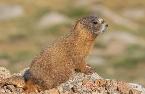 Söt Gul Bellied Marmot Sommaren — Stockfoto