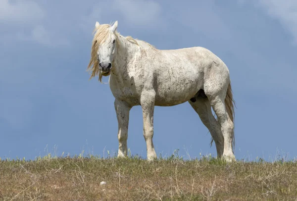 Majestatycznym Dziki Koń Ogier Pustyni Utah — Zdjęcie stockowe