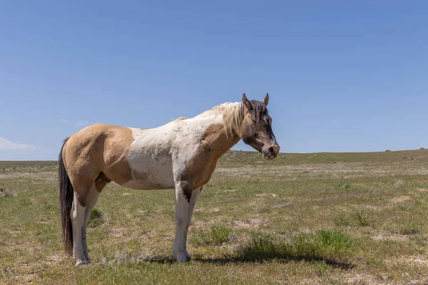 Belo Cavalo Selvagem Deserto Utah Verão — Fotografia de Stock