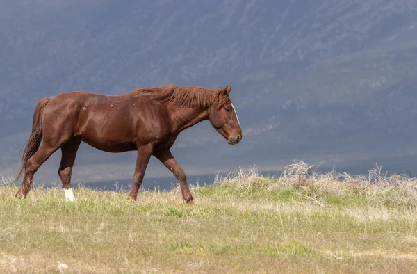 Hermoso Caballo Salvaje Desierto Utah Verano — Foto de Stock