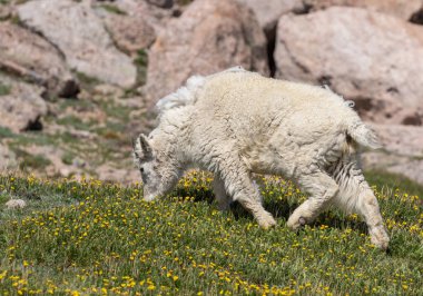 Yaz aylarında Colorado güzel bir dağ keçi