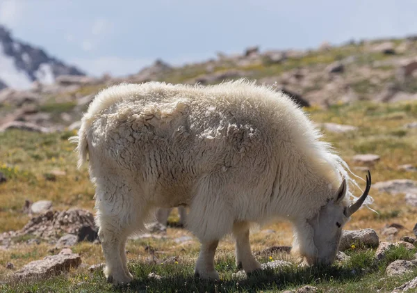 Egy Gyönyörű Hegyi Kecske Colorado Ban Nyáron — Stock Fotó