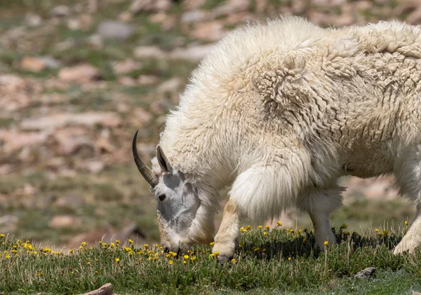 Egy Gyönyörű Hegyi Kecske Colorado Ban Nyáron — Stock Fotó