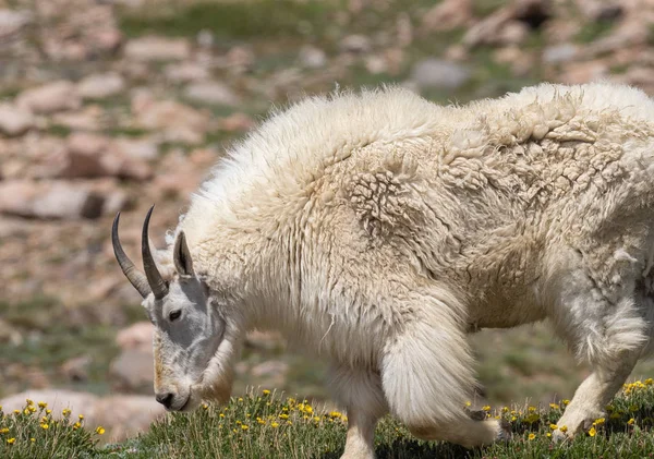 Egy Gyönyörű Hegyi Kecske Colorado Ban Nyáron — Stock Fotó