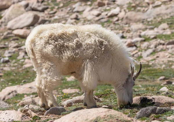 夏のコロラド州の美しい山のヤギ — ストック写真