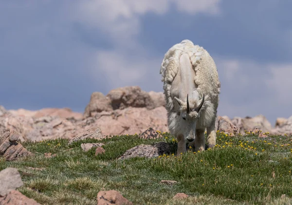 Красиві Гірські Кози Колорадо Влітку — стокове фото