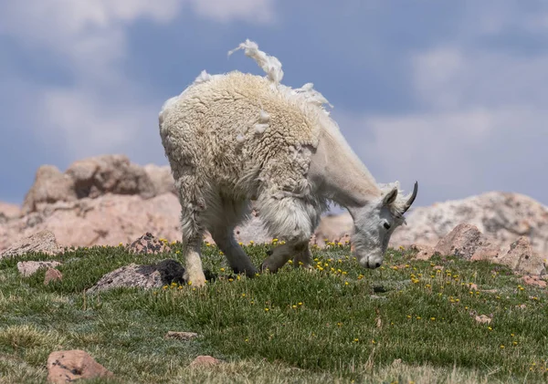 Egy Gyönyörű Hegyi Kecske Colorado Ban Nyáron — Stock Fotó