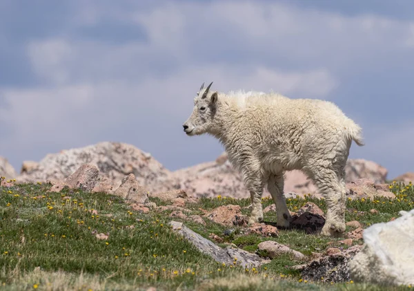 Yaz Aylarında Colorado Güzel Bir Dağ Keçi — Stok fotoğraf