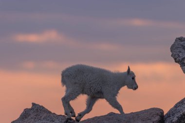 Colorado 'da günbatımı bir sevimli dağ keçi çocuk