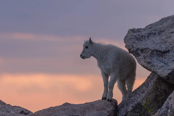 Cute Koźlę Mountain Kid Zachodzie Słońca Kolorado — Zdjęcie stockowe