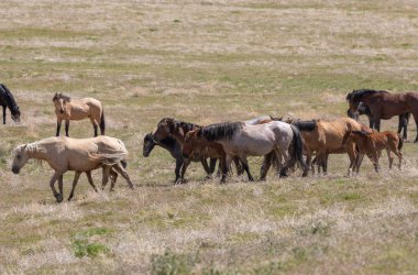 Yaz aylarında Utah çölde vahşi atlar