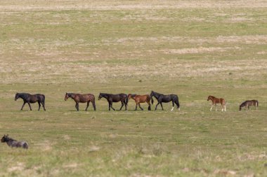 Yaz aylarında Utah çölde vahşi atlar
