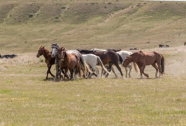 Wild Horses Teh Utah Desert Summer — Stock Photo, Image