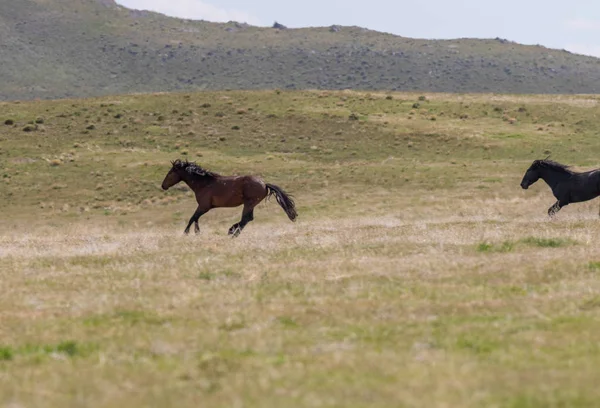 Cavalos Selvagens Deserto Teh Utah Verão — Fotografia de Stock