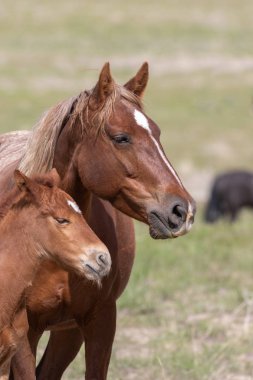 Utah çölünde vahşi bir at kısrağı ve onun tatlı tayı.