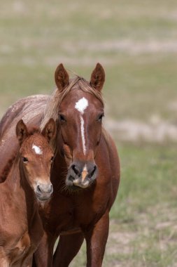 Utah çölünde vahşi bir at kısrağı ve onun tatlı tayı.