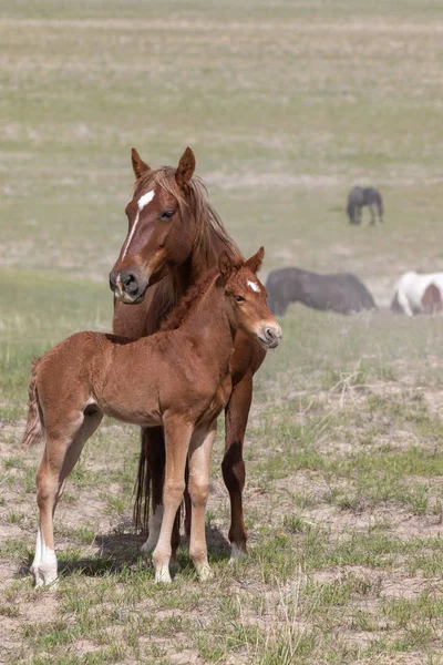Wild Horse Mare Her Cute Foal Utah Desert — Stock Photo, Image