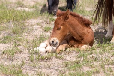 Utah çölünde şirin bir at yavrusu.
