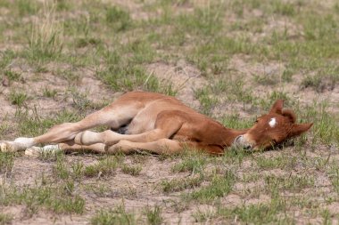 Utah çölünde şirin bir at yavrusu.