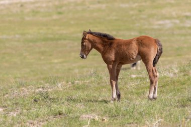 Utah çölünde şirin bir at yavrusu.