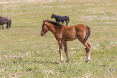 Utah çölünde şirin bir at yavrusu.