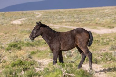 Utah çölünde şirin bir at yavrusu.