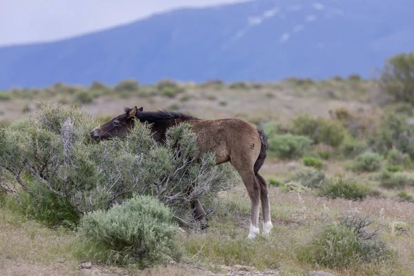 Potro Cavalo Selvagem Bonito Deserto Utah — Fotografia de Stock