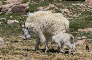 yaz aylarında bir dağ keçisi dadı ve onun sevimli çocuk