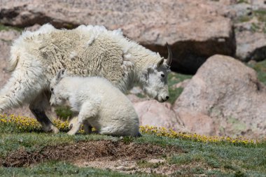 yaz aylarında bir dağ keçisi dadı ve onun sevimli çocuk