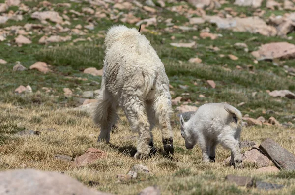 夏の山ヤギの乳母と彼女のかわいい子供 — ストック写真