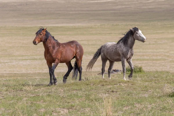 Par Garanhões Cavalos Selvagens Deserto Utah — Fotografia de Stock