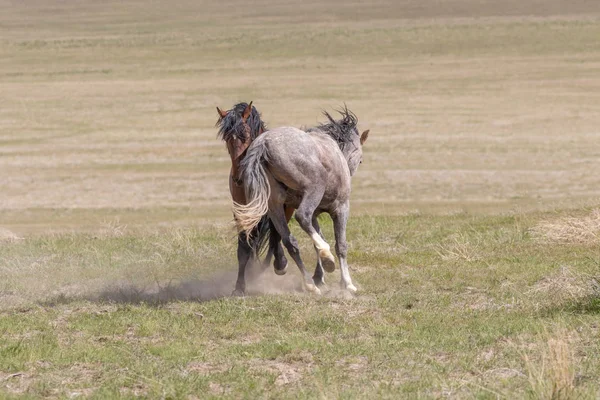 ユタ州の砂漠でスパーリング野生の馬の種牡馬のペア — ストック写真