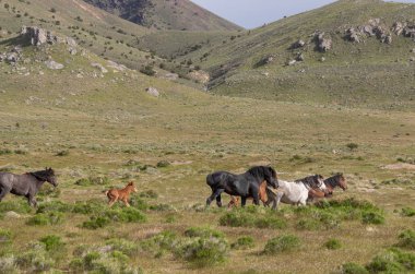 Baharda Utah çölünde vahşi atlar