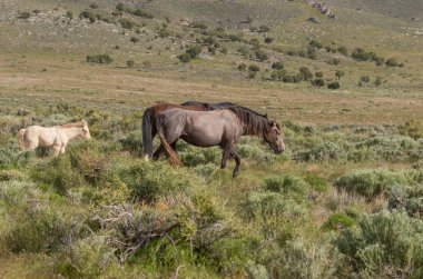 Baharda Utah çölünde vahşi atlar