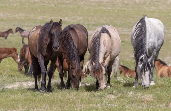 Vilda Hästar Utah Öknen Våren — Stockfoto