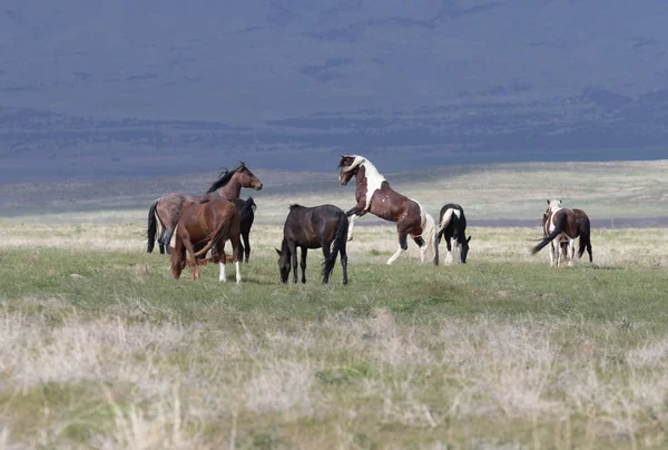 Wildpferde Der Wüste Von Utah Frühling — Stockfoto