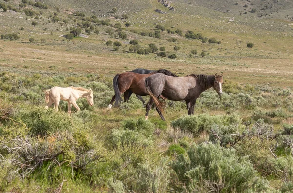 Baharda Utah Çölünde Vahşi Atlar — Stok fotoğraf