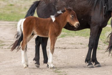 Utah çölde ilkbaharda vahşi bir at mare ve sevimli tay