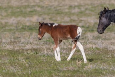 Utah çölde ilkbaharda vahşi bir at mare ve sevimli tay