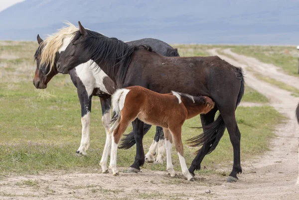 Vild Häst Sto Och Söt Föl Våren Utah Öknen — Stockfoto