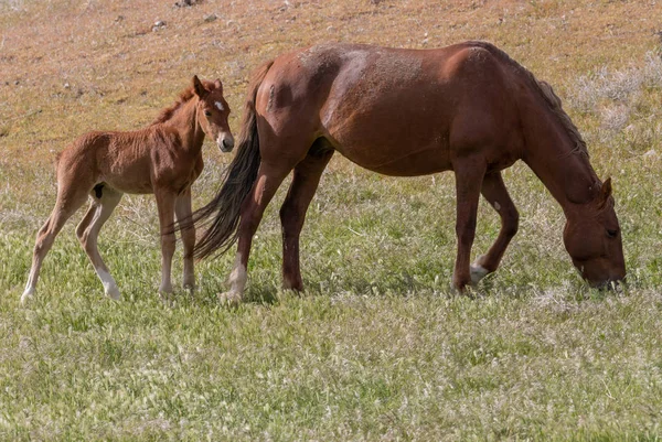 Wild Horse Mare Cute Foal Spring Utah Desert — Stock Photo, Image