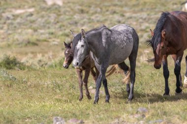 Utah çölde ilkbaharda vahşi bir at mare ve sevimli tay