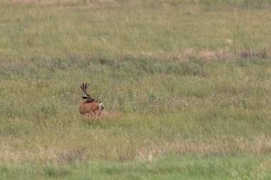 Colorado yaz aylarında kadife büyük katır geyik buck