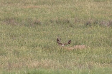 Colorado yaz aylarında kadife büyük katır geyik buck