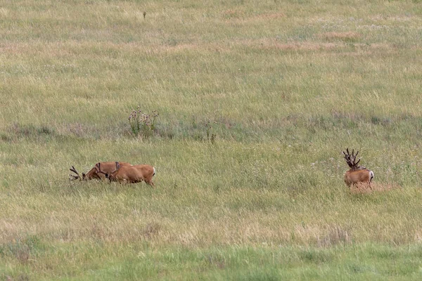 Big Mule Deer Bucks Velvet Summer Colorado — Stock Photo, Image