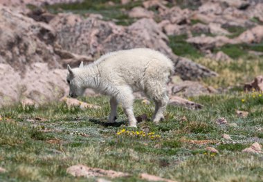 Colorado yüksek ülke bir sevimli dağ keçisi çocukta yaz aylarında