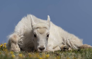 Colorado yüksek ülke bir sevimli dağ keçisi çocukta yaz aylarında