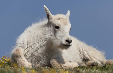 Colorado yüksek ülke bir sevimli dağ keçisi çocukta yaz aylarında
